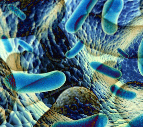 Bacteries